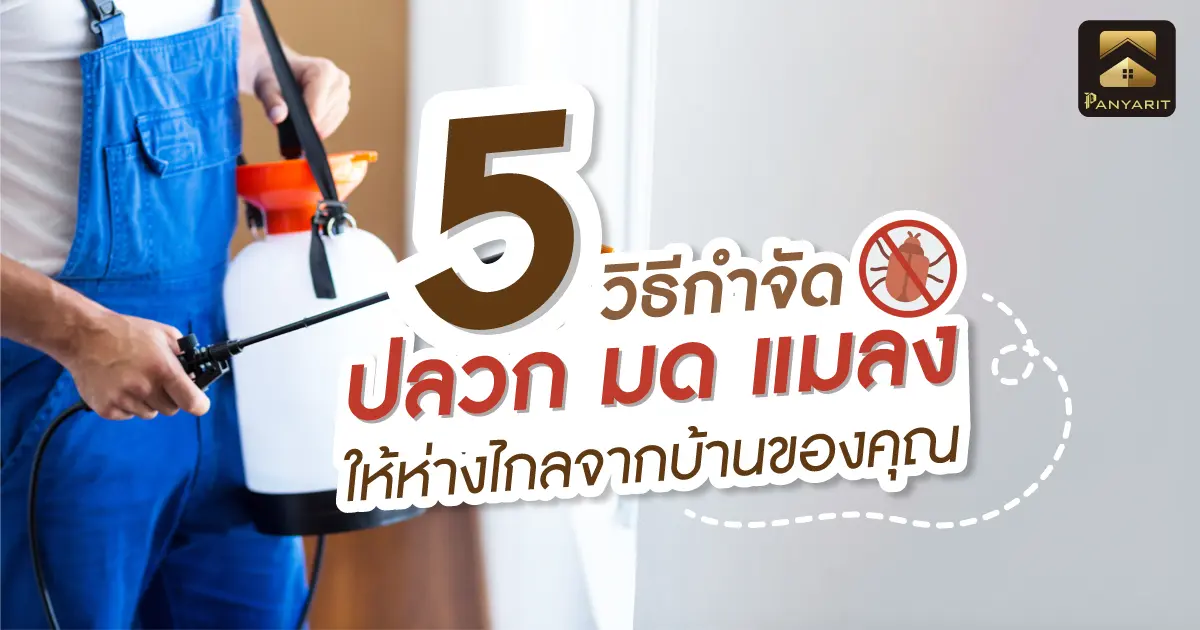 5 วิธีกำจัด ปลวด มด แมลง ให้ห่างไกลจากบ้านของคุณ