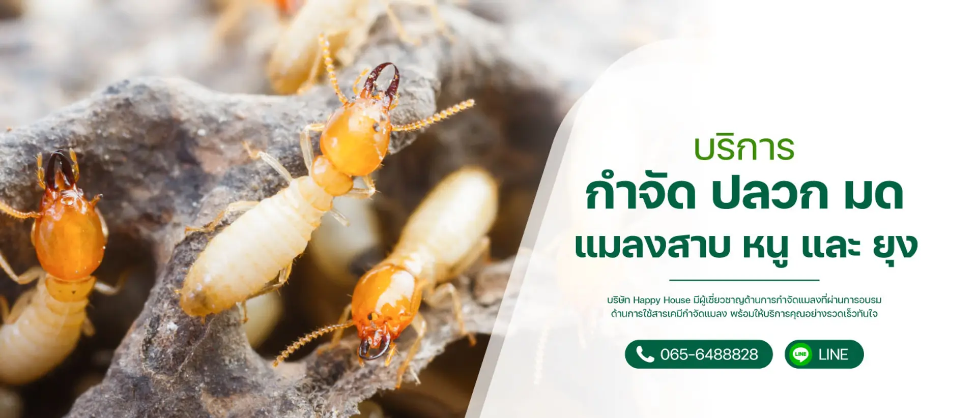 บริการกำจัด ปลวก มด แมลงสาบ และ ยุง