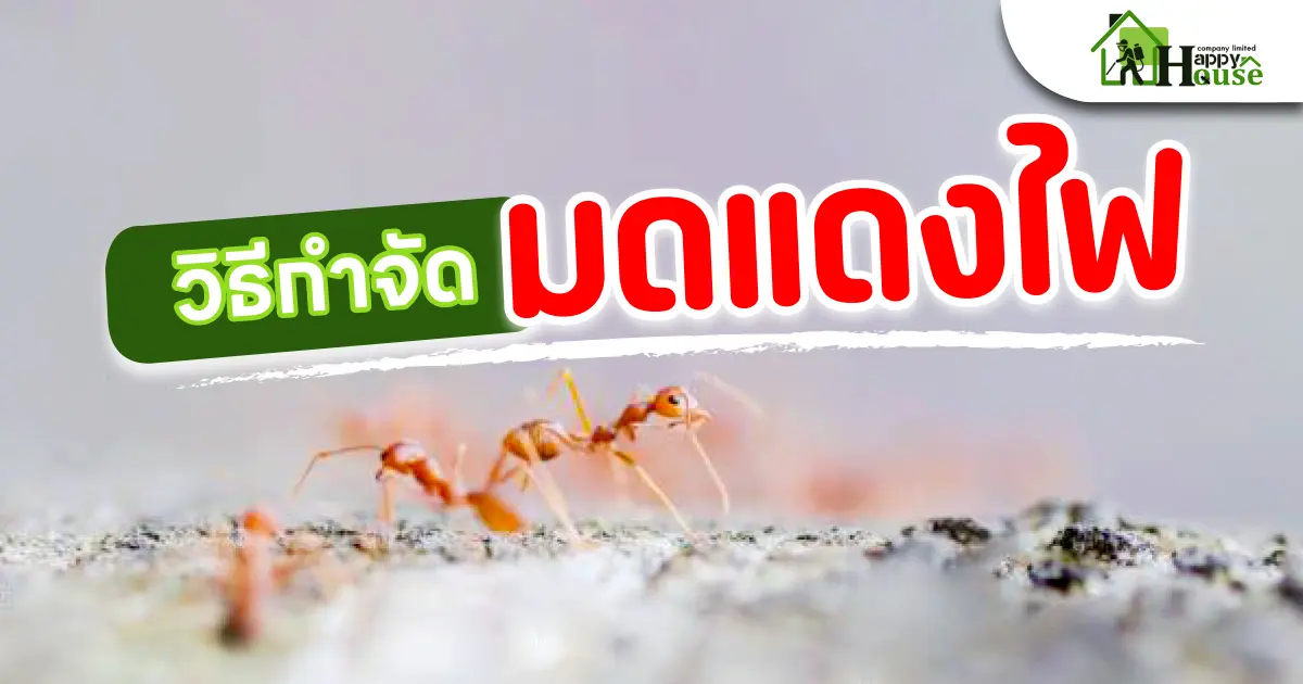 วิธีกำจัดมดแดงไฟ