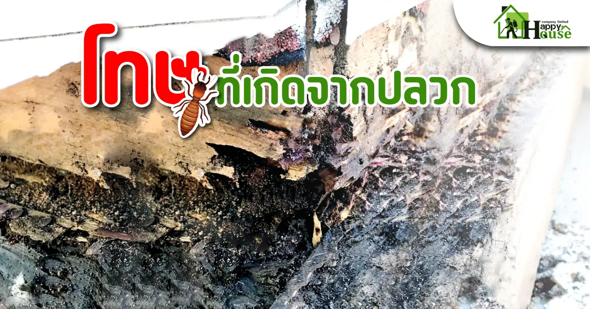 โทษที่เกิดจากปลวก