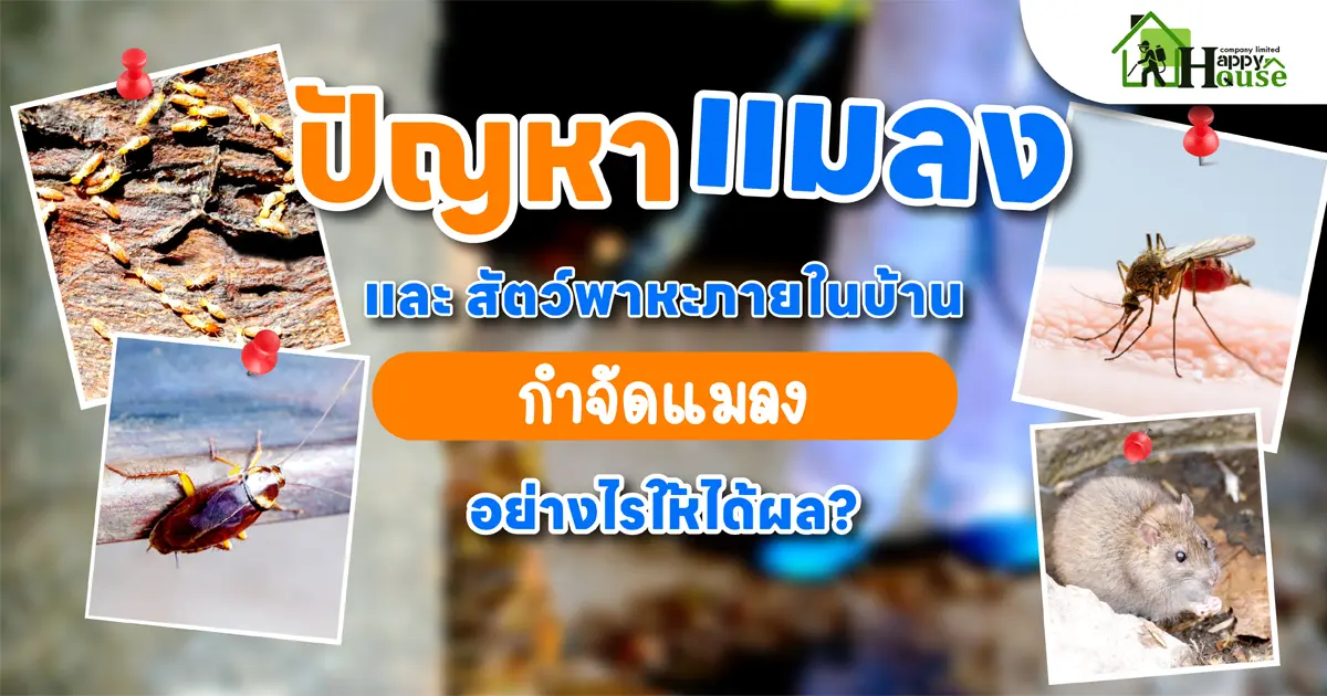 ปัญหาแมลงและสัตว์พาหะภายในบ้าน "กำจัดแมลง" อย่างไรให้ได้ผล?