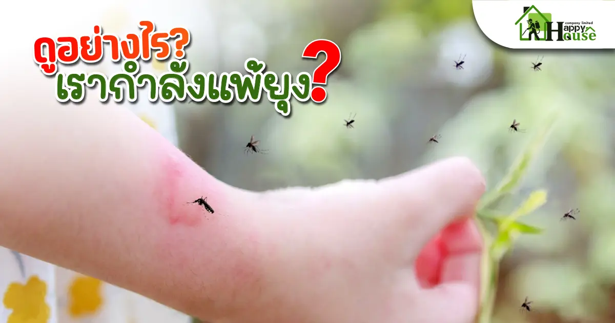 ดูอย่างไรว่าเรากำลังแพ้ยุง