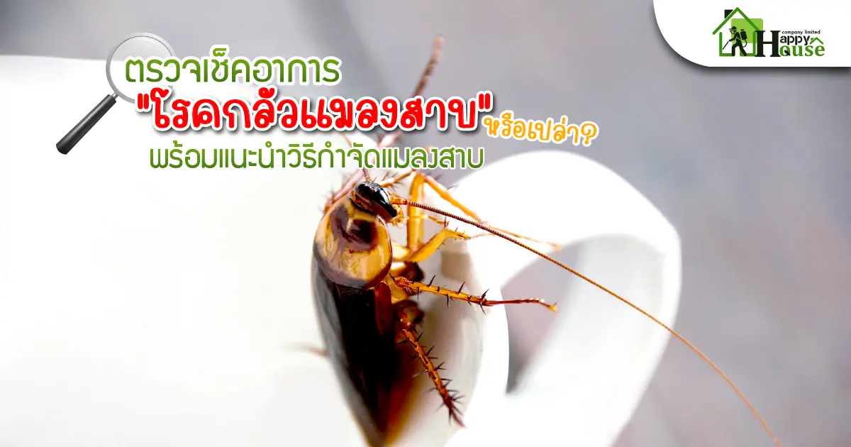 ตรวจเช็คอาการ "โรคกลัวแมลงสาบ" หรือเปล่า? พร้อมแนะนำวิธีกำจัดแมลงสาบ