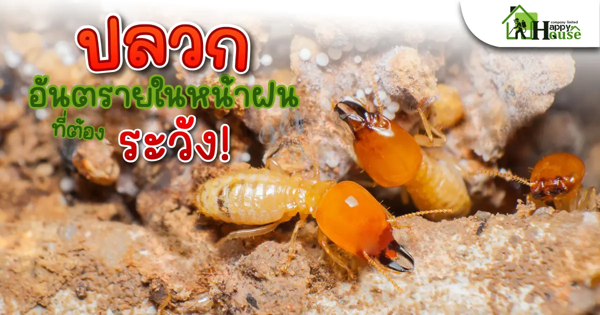 ปลวก อันตรายในหน้าฝนที่ต้องระวัง!