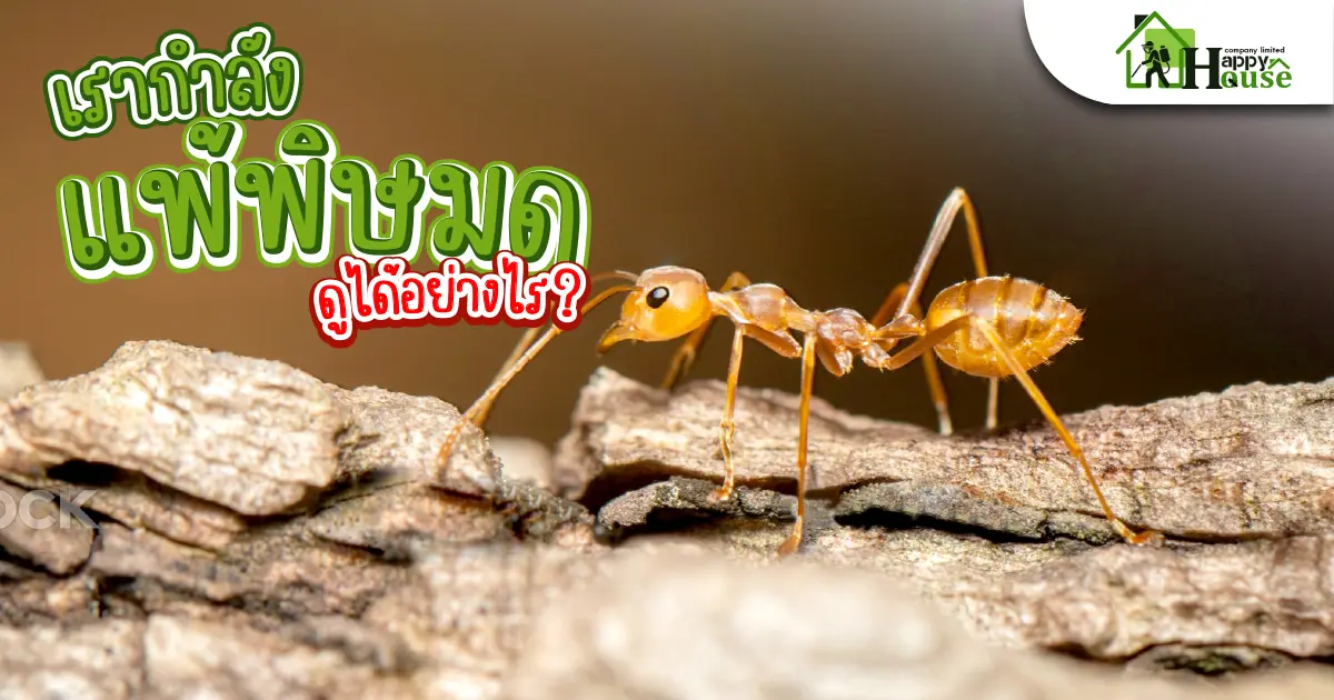 เรากำลังเเพ้พิษมด ดูได้อย่างไร?