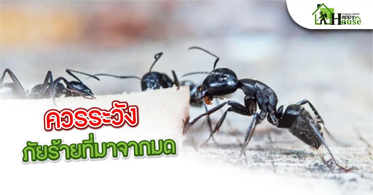 ควรระวังภัยร้ายที่มากจากมด