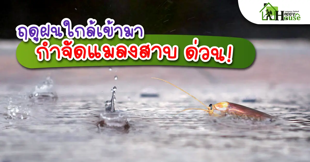 ฤดูฝนใกล้เข้ามากำจัดเเมลงสาบ ด่วน!