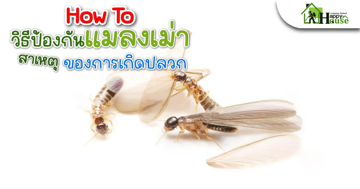How to วิธีป้องกันเเมลงเม่า สาเหตุของการเกิดปลวก