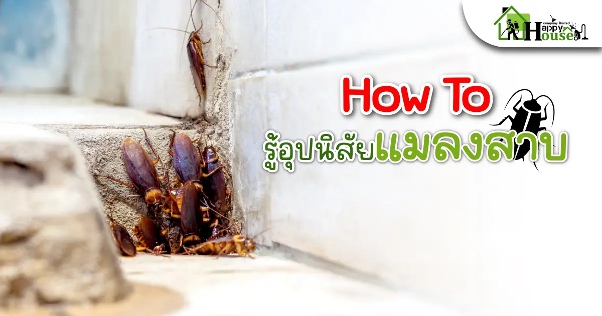 How To รู้อุปนิสัยเเมลงสาบ