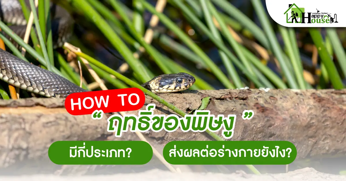 How To "ฤทธิ์ของพิษงู" มีกี่ประเภท? ส่งผลต่อร่างกายยังไง?