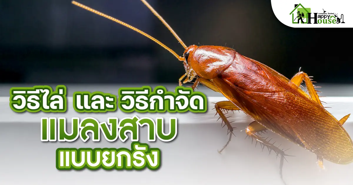 วิธีไล่และวิธีกำจัด แมลงสาบ แบบยกรัง