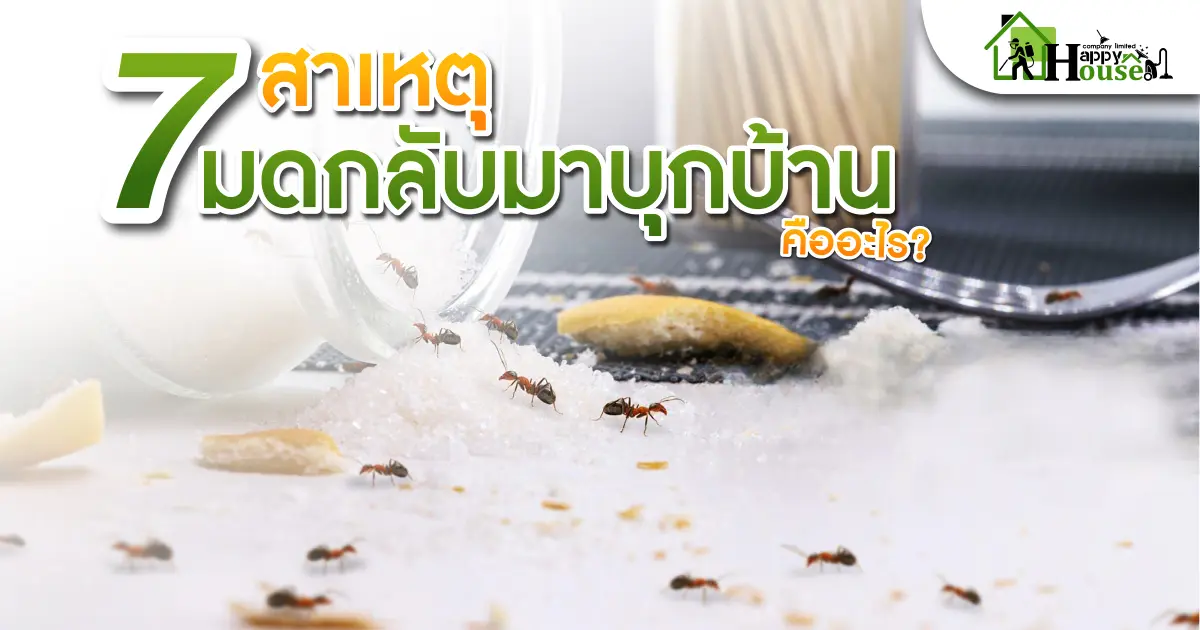 7สาเหตุมดกลับมาบุกบ้านคืออะไร?