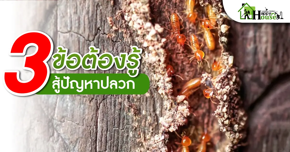 3ข้อต้องรู้สู้ปัญหาปลวก