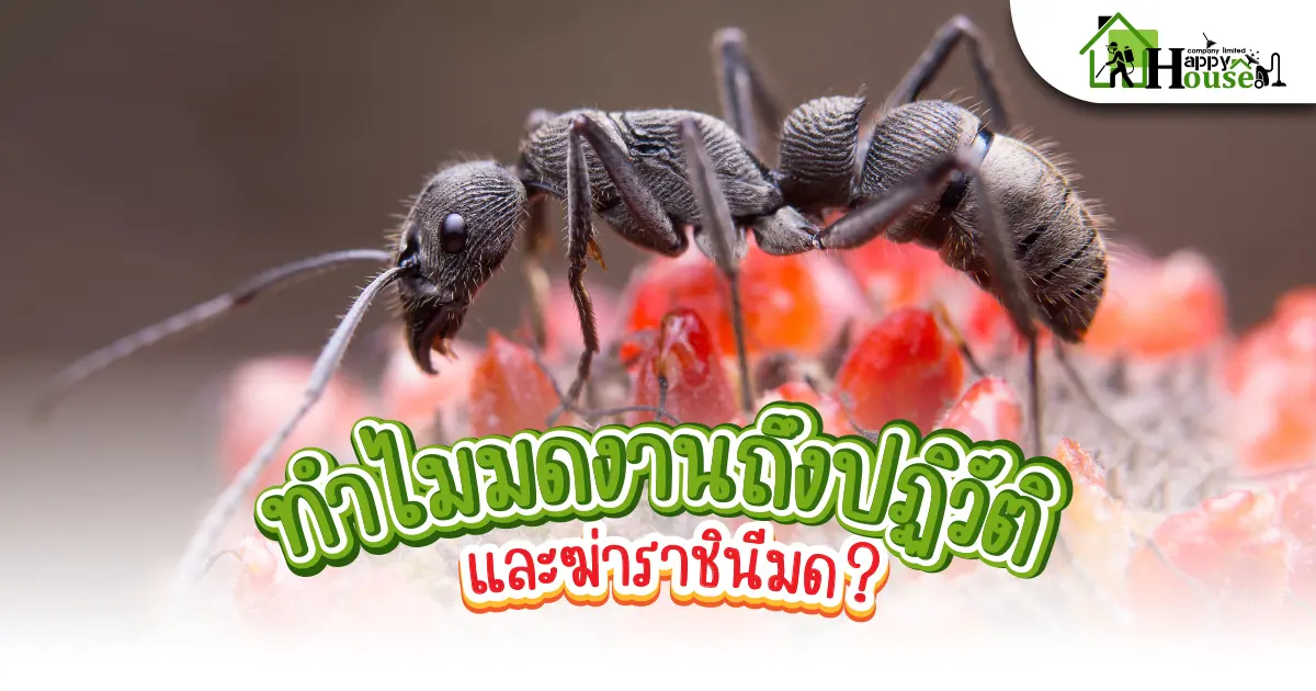 ทำไมมดงานถึงปฏิวัติ และฆ่าราชินี?