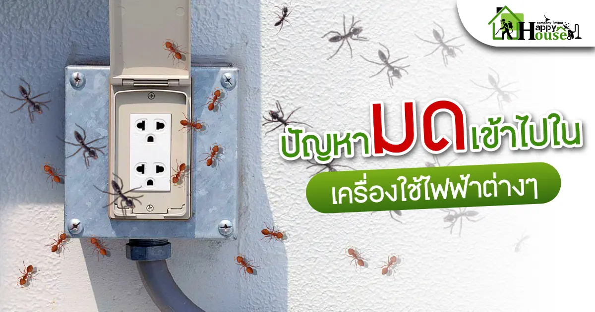 ปัญหามดเข้าไปในเครื่องใช้ไฟฟ้าต่างๆ