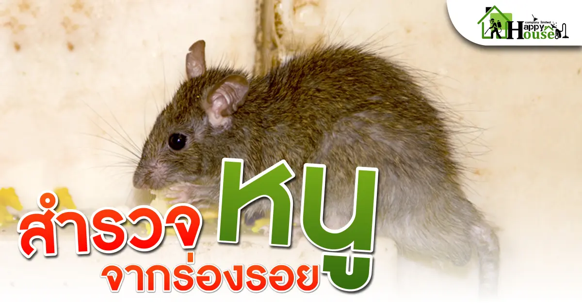สำรวจหนูจากร่องรอย