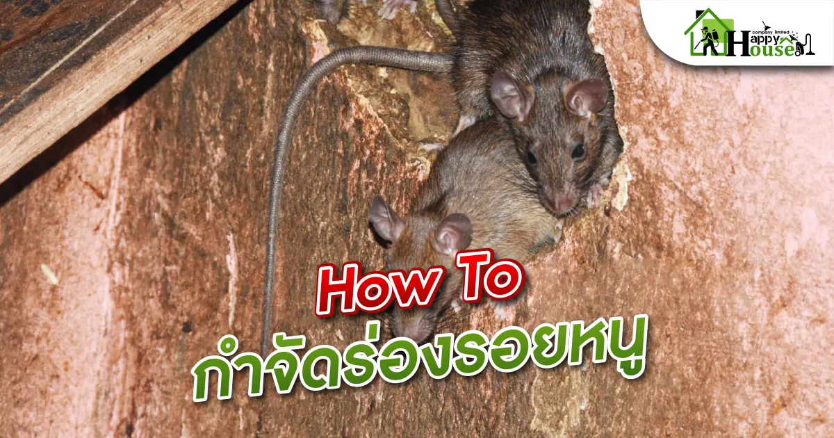 How To กำจัดร่องรอยหนู