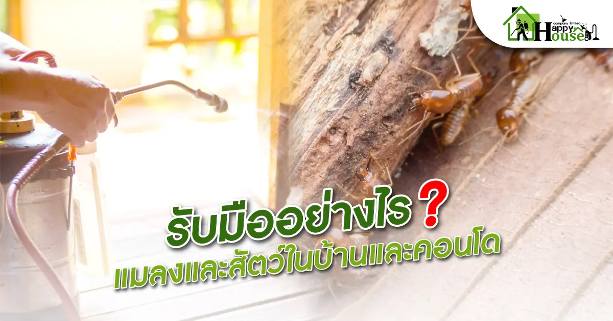 รับมืออย่างไร? เเมลงเเละสัตว์ในบ้านเเละคอนโดน