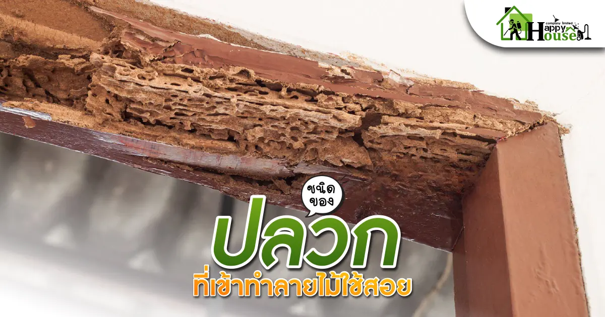 ปลวกที่เข้าทำลายไม้ใช้สอย