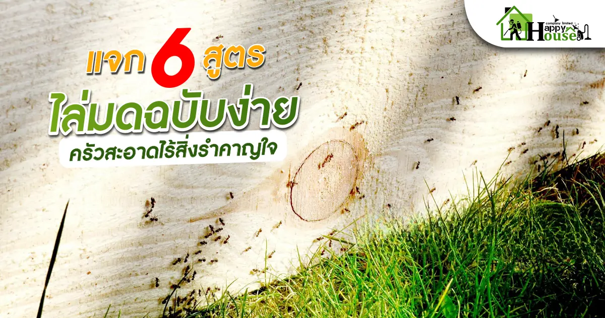 เเจก 6 สูตร ไล่มดฉบับง่ายครัวสะอาดไร้สิ่งรำคาญใจ