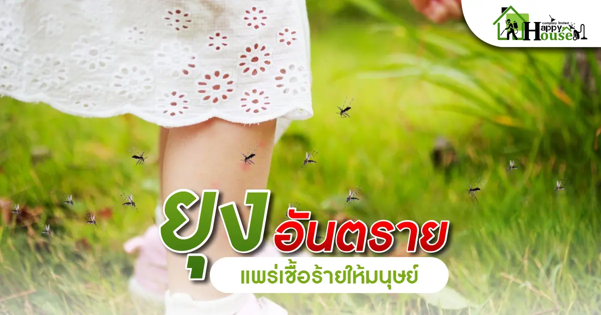ยุงอันตรายเเพร่เชื้อร้ายให้มนุษย์
