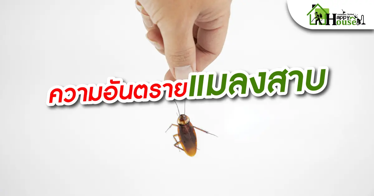 ความอันตรายเเมลงสาบ