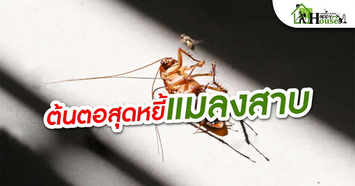 ต้นตอสุดหยี้เเมลงสาบ