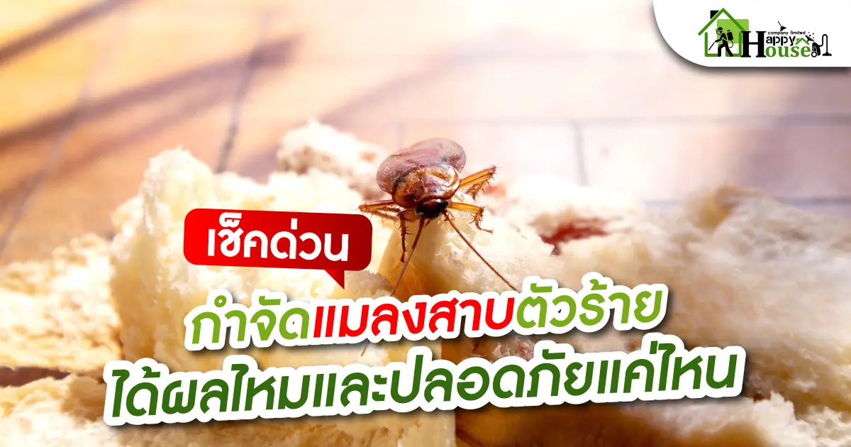 กำจัดแมลงสาบตัวร้าย ได้ผลไหม? และ ปลอดภัยแค่ไหน?