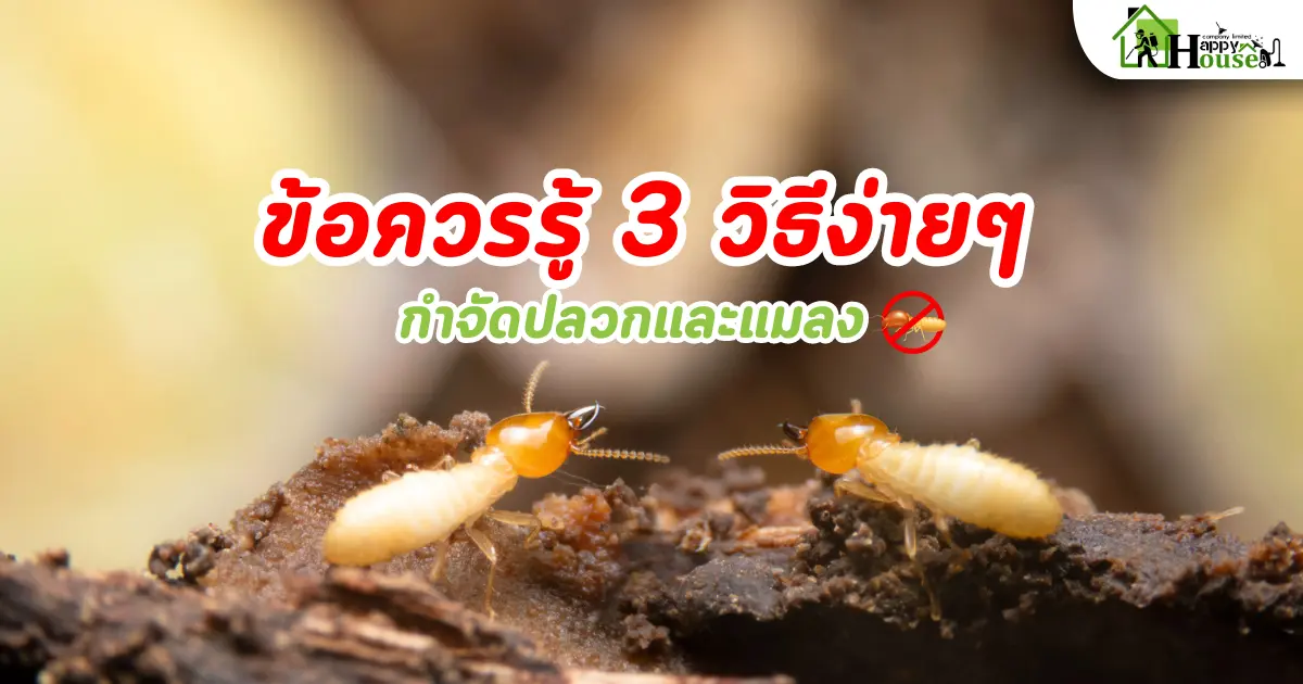 ข้อควรรู้ 3 วิธีง่ายๆ กำจัดปลวกและแมลง