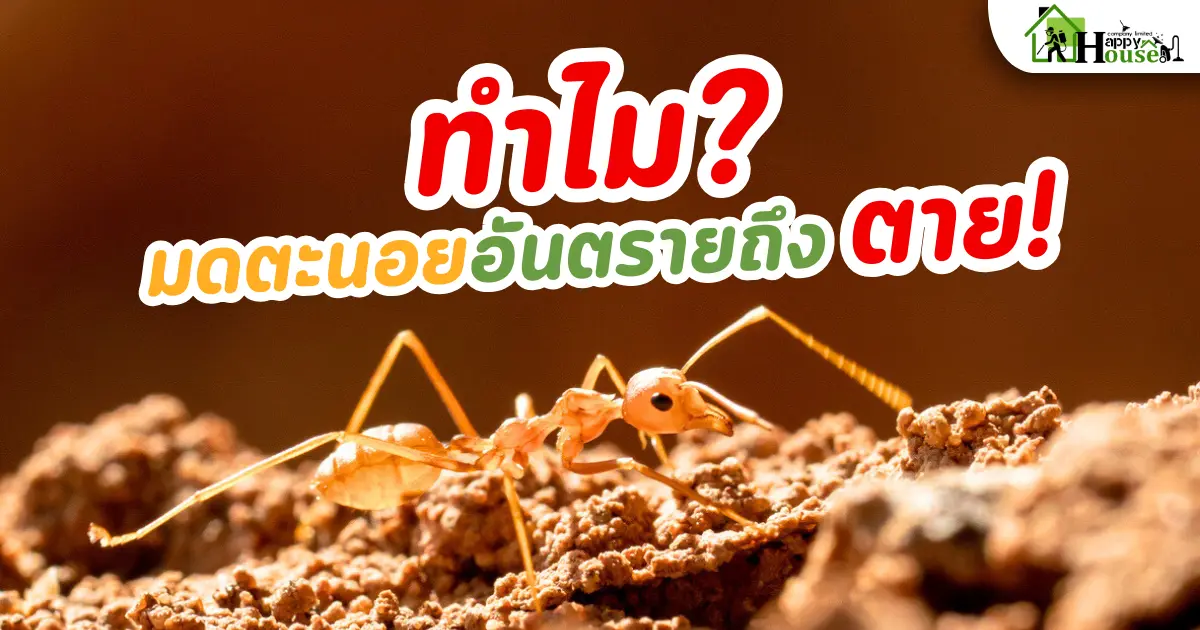 ทำไม? มดตะนอย อันตราย ถึงตาย!
