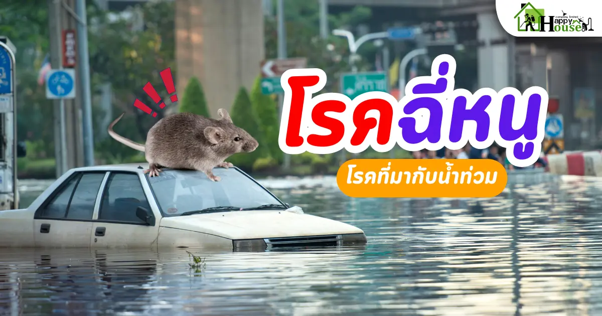 โรคฉี่หนู โรคที่้มากับน้ำท่วม