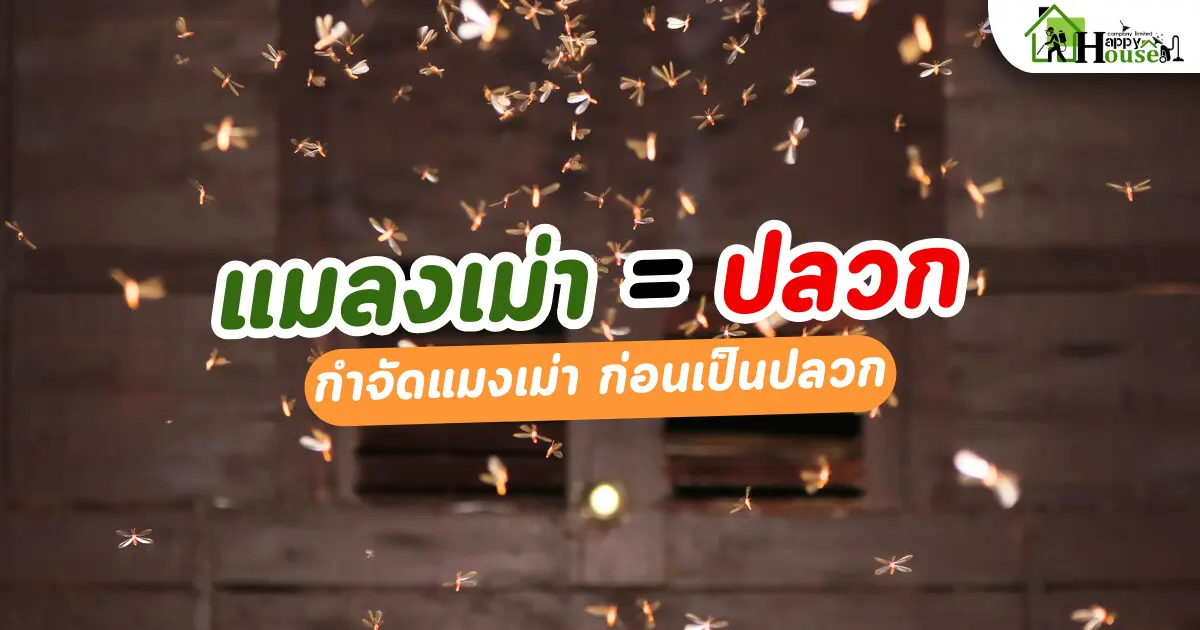 แมลงเม่าเท่ากับปลวก
