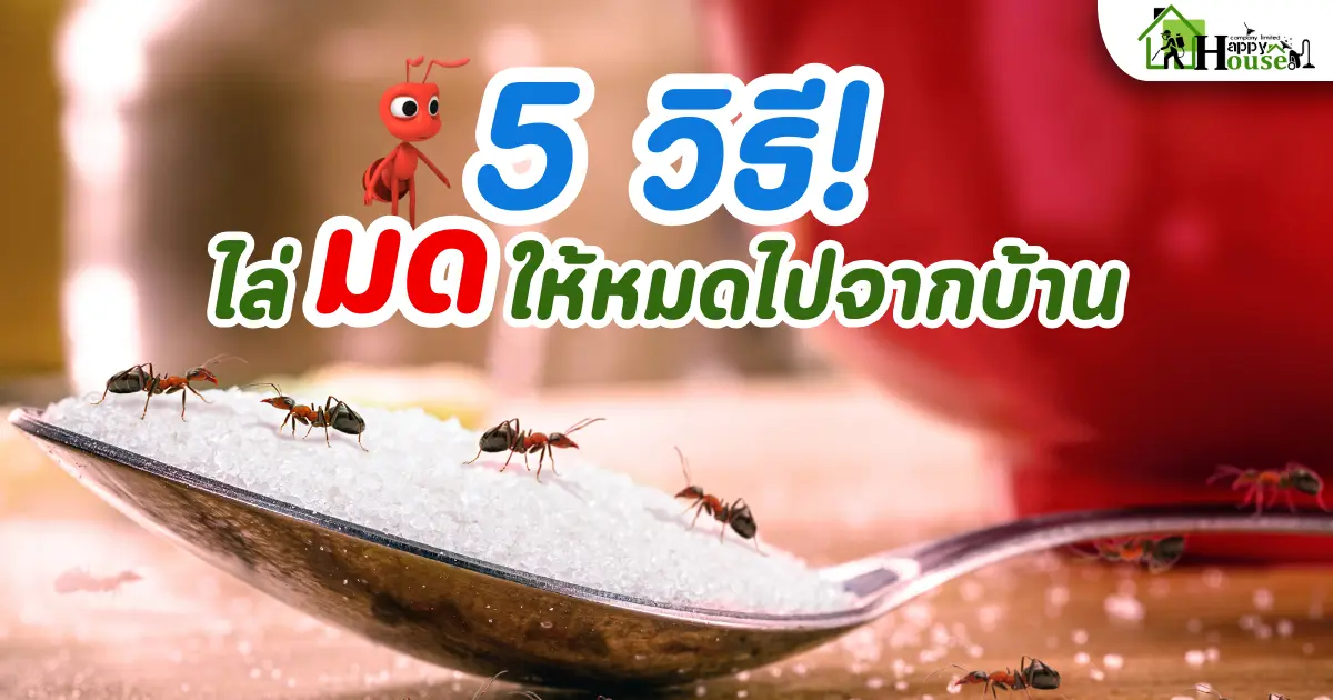 5 วิธีไล่มด ให้หมดไปจากบ้าน