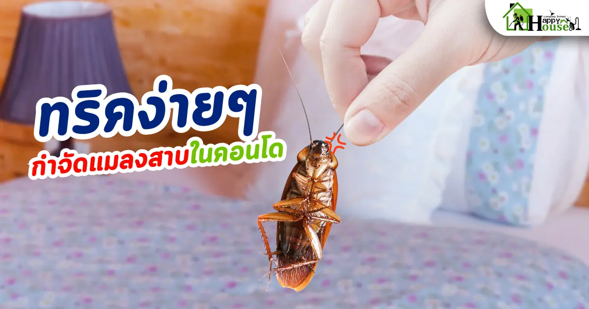 ทริคง่ายๆ กำจัดแมลงสาบในคอนโด