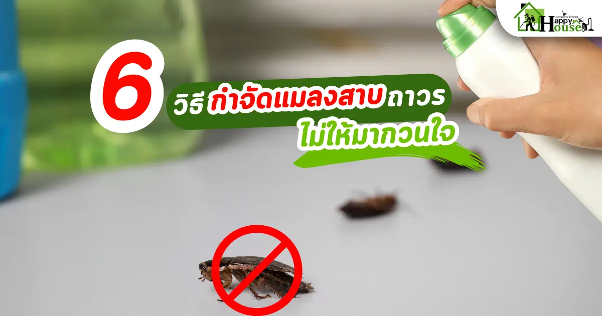 6วิธี กำจัดแมลงสาบถาวร ไม่ให้มากวนใจ