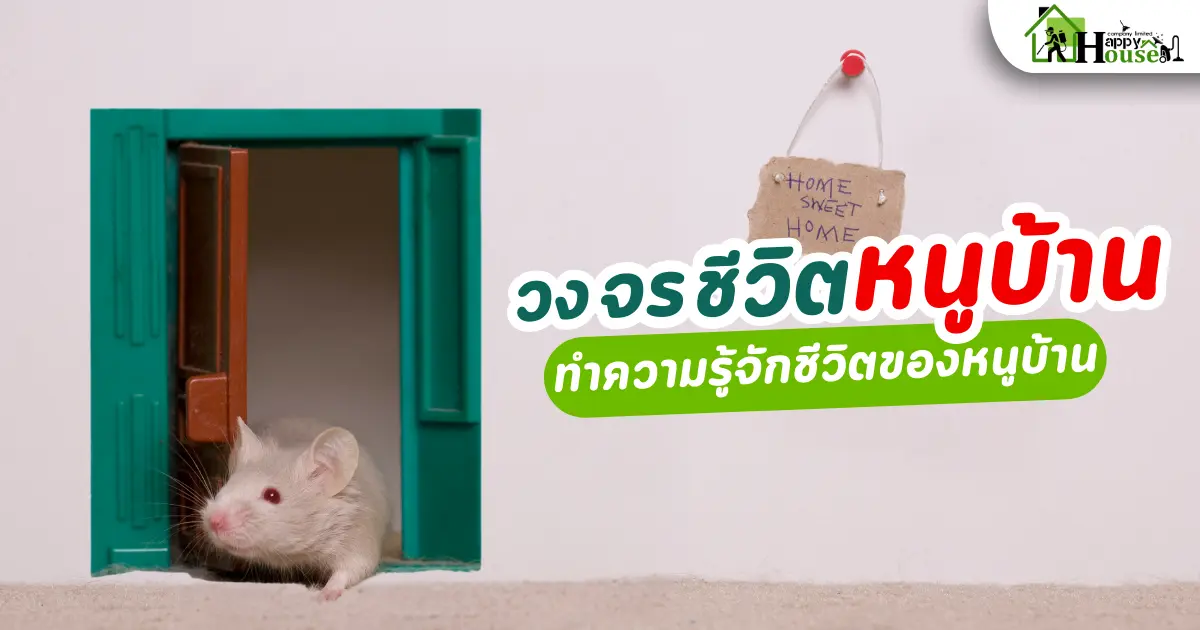 วงจรชีวิตหนูบ้าน ทำความรู้จักชีวิตหนูบ้าน