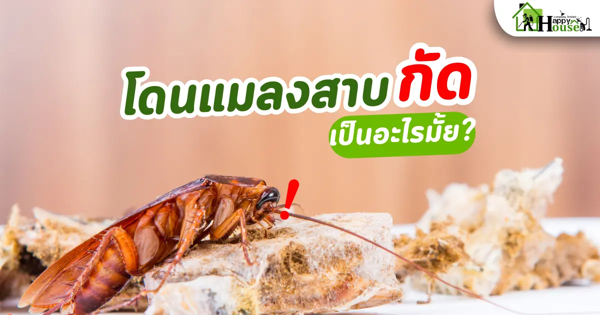 แมลงสาบกัด เป็นอะไรมั้ย?