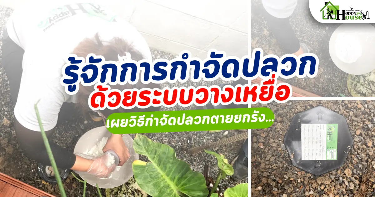 การกำจัดปลวกด้วยระบบวางเหยื่อ เผยวิธีการกำจัดปลวกตายยกรัง