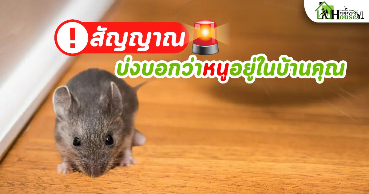 สัญญาณ บ่งบอกว่าหนูอยู่ในบ้านคุณ และ การกำจัดหนูอย่างถูกวิธี 