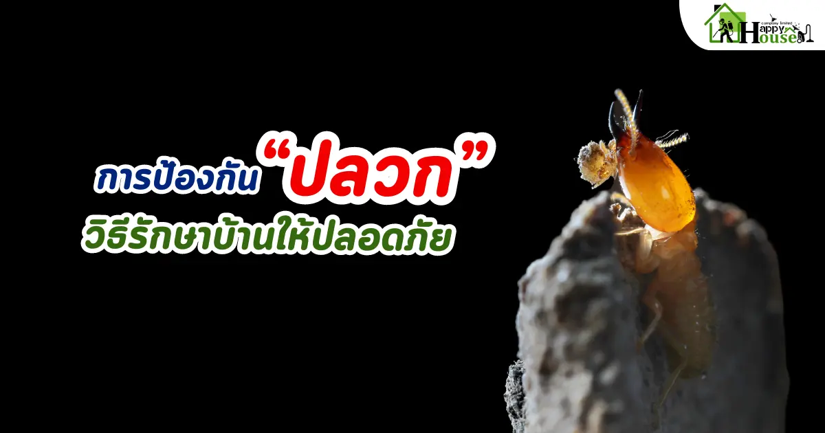 การป้องกันปลวก วิธีการรักษาบ้านให้ปลอดภัย