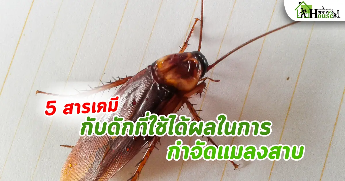 5 สารเคมีและกับดักที่ใช้ได้ผลในการกำจัดแมลงสาบ วิธีจัดการแมลงสาบให้ได้ผล