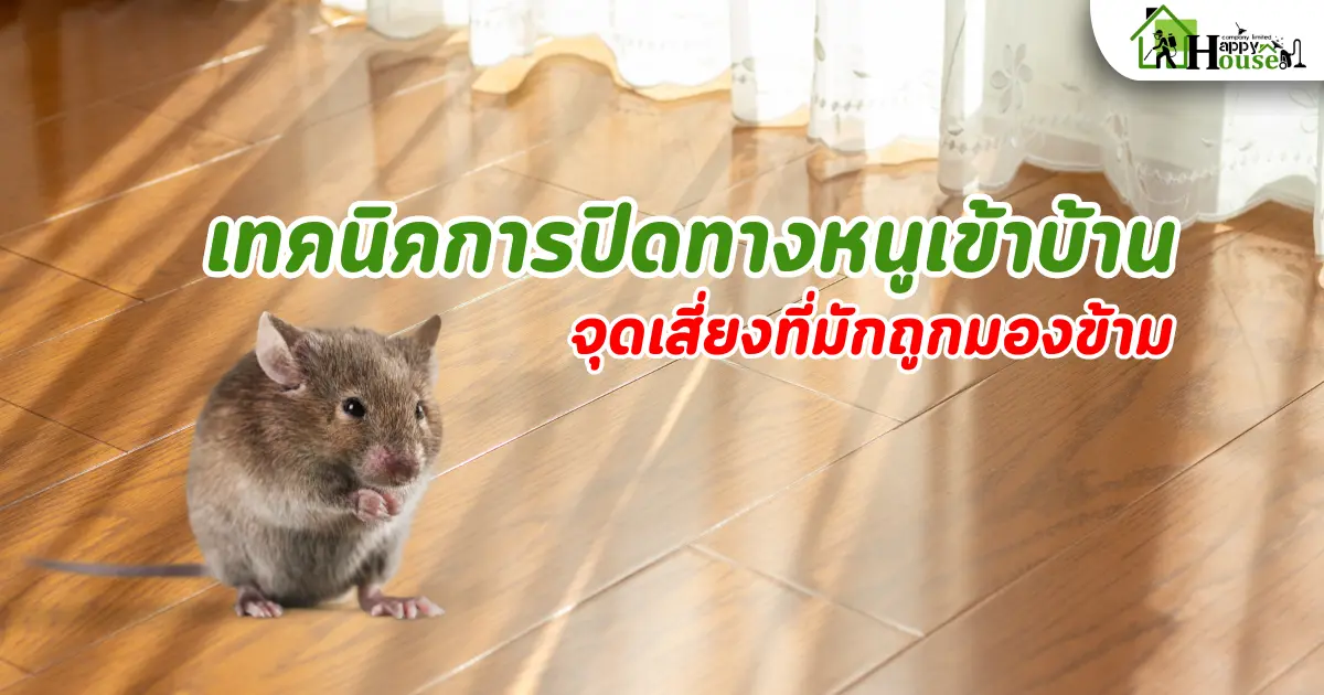 เทคนิคการปิดทางหนูเข้าบ้าน จุดเสี่ยงมักถูกมองข้าม 