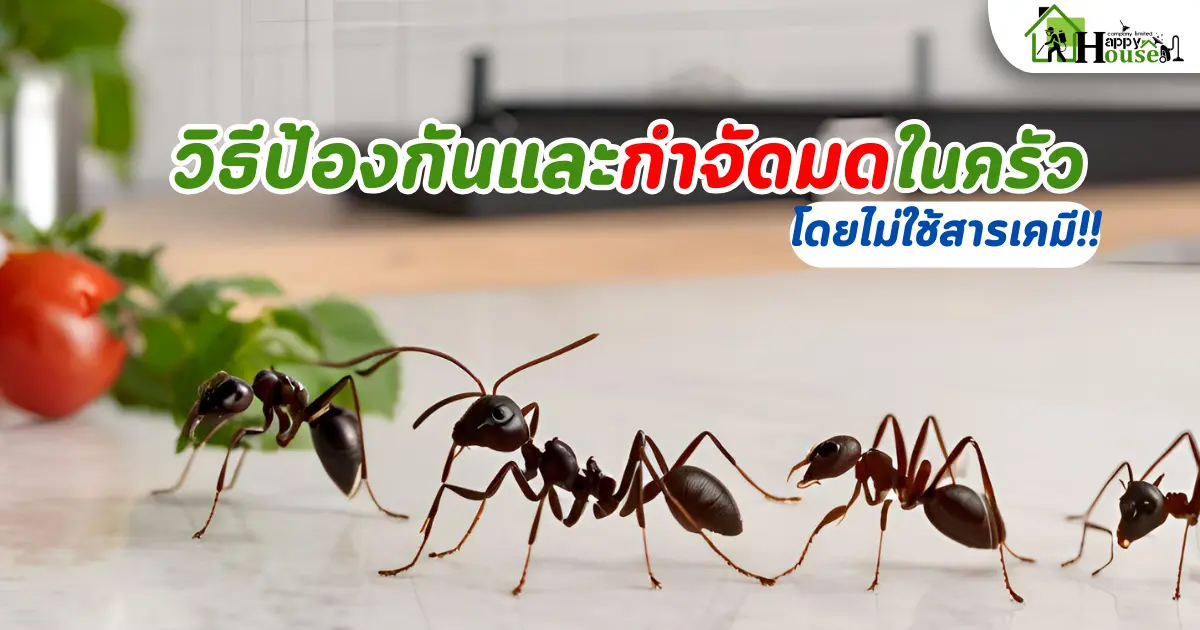 วิธีป้องกันและกำจัดมดในครัวโดยไม่ใช้สารเคมี
