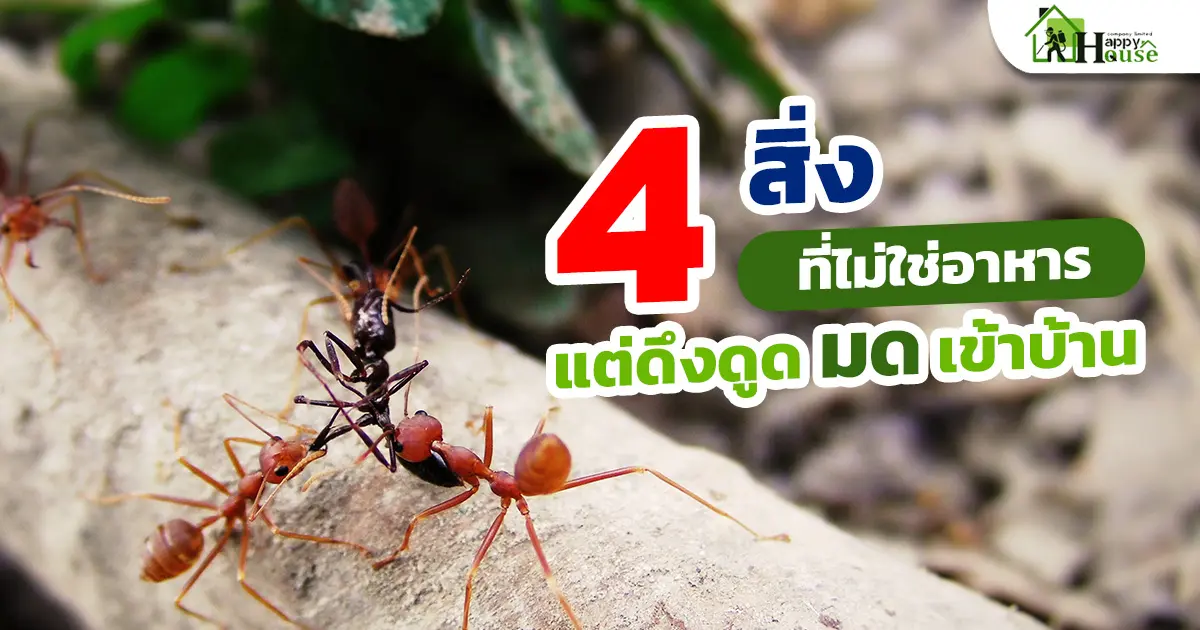 4 สิ่งที่ไม่ใช่อาหารแต่ดึงดูดมดเข้าบ้าน