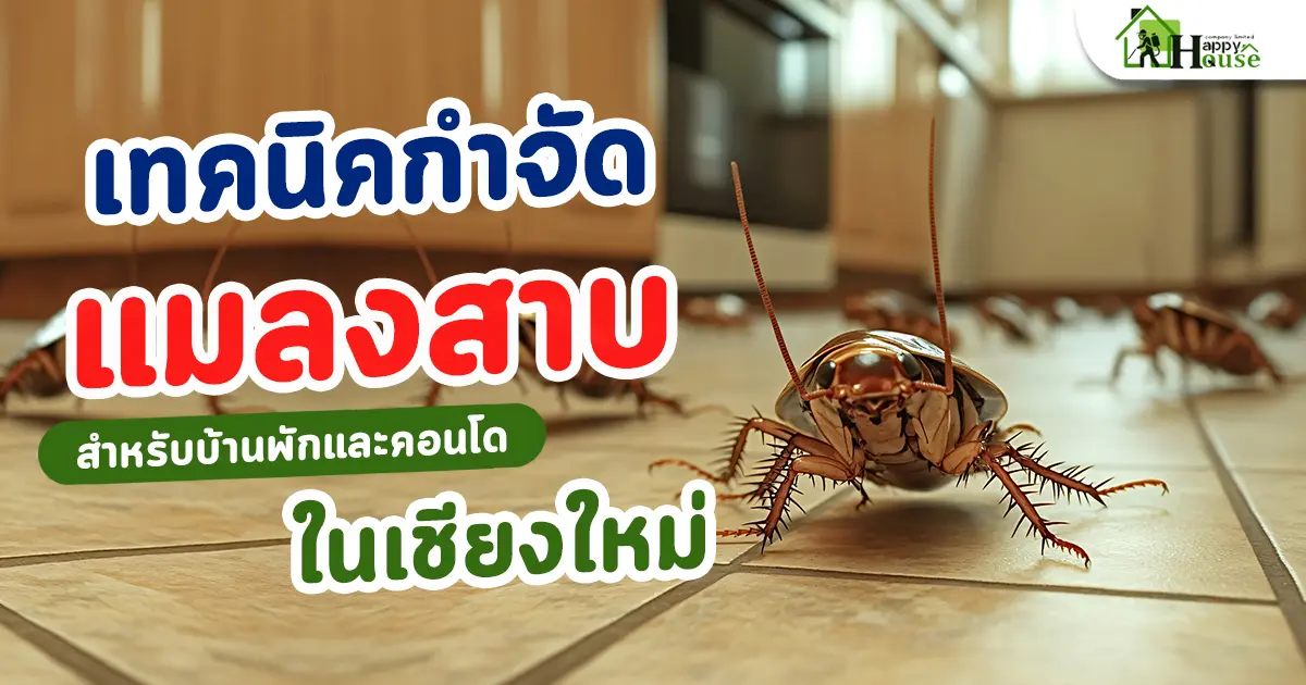เทคนิคกำจัดแมลงสาบสำหรับบ้านพักและคอนโดในเชียงใหม่