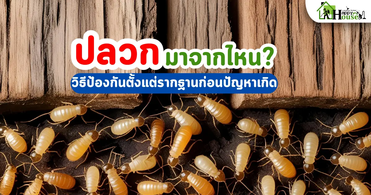 ปลวกมาจากไหน? วิธีป้องกันตั้งแต่รากฐานก่อนปัญหาเกิด | กำจัดปลวกอย่างถูกวิธี
