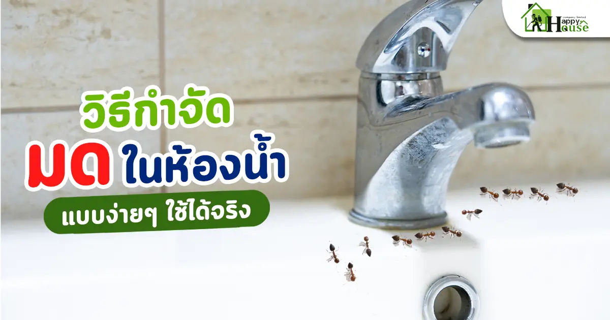 วิธีกำจัดมดในห้องน้ำแบบง่ายๆ ใช้ได้จริง