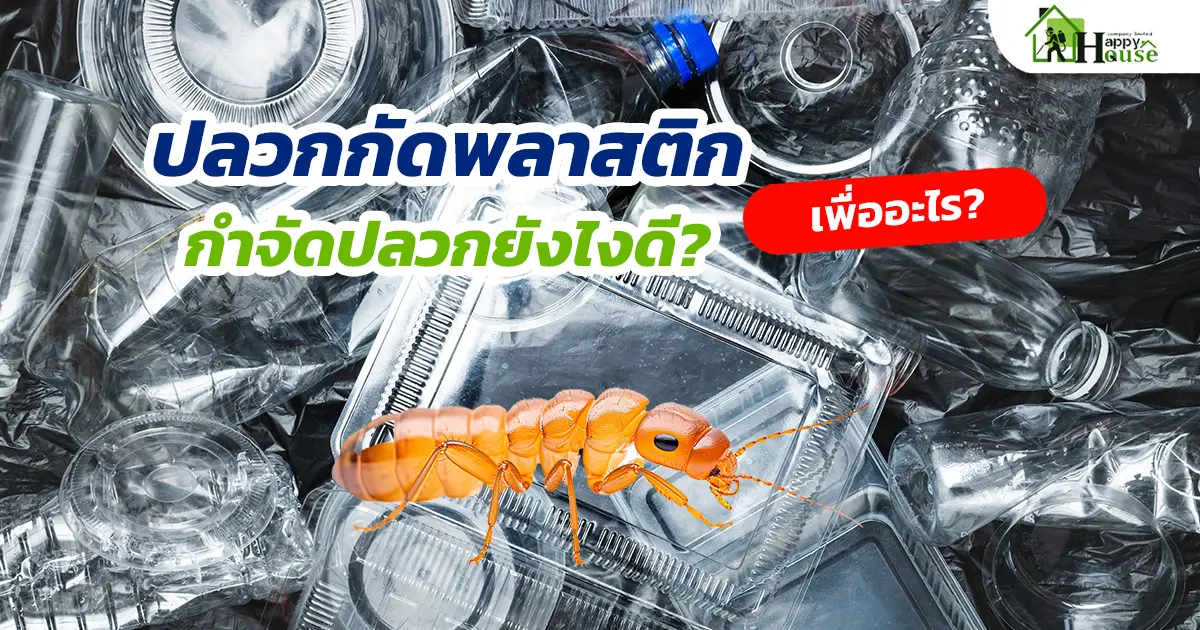 ปลวกกัดพลาสติกเพื่ออะไร? และจะกำจัดปลวกยังไงดี?