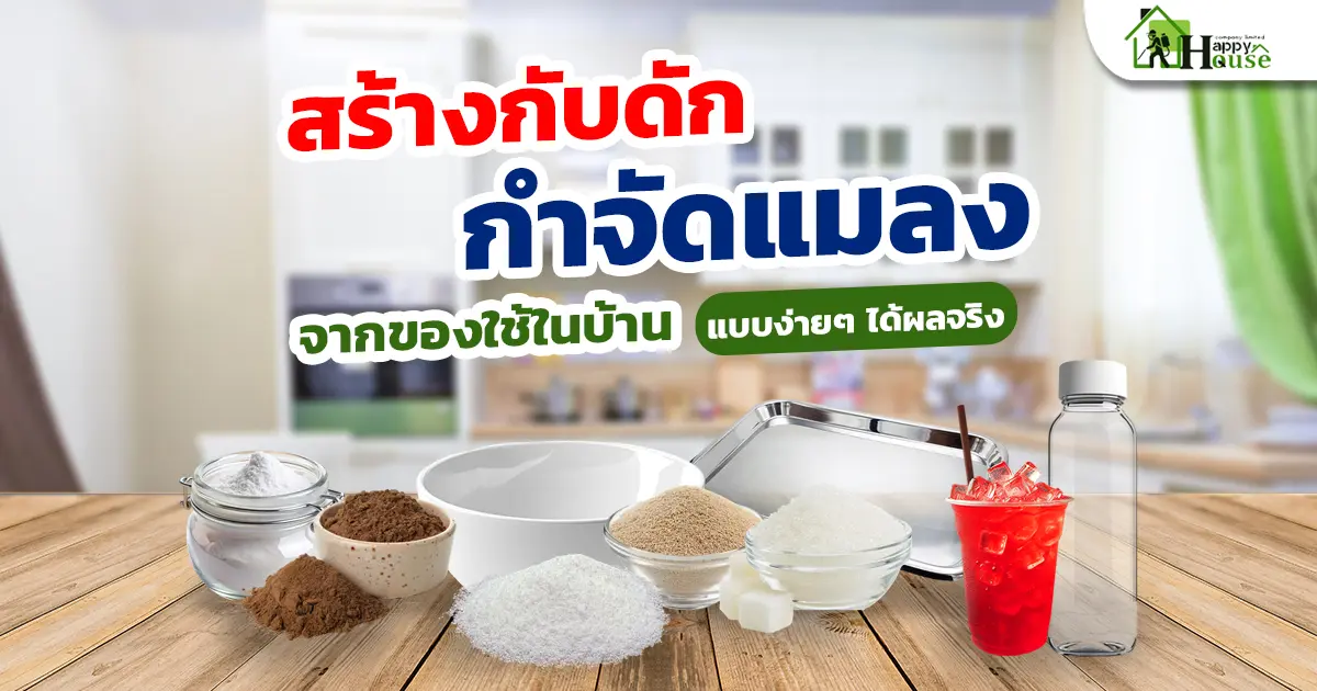 สร้างกับดักกำจัดแมลงจากของใช้ในบ้าน แบบง่ายๆ ได้ผลจริง