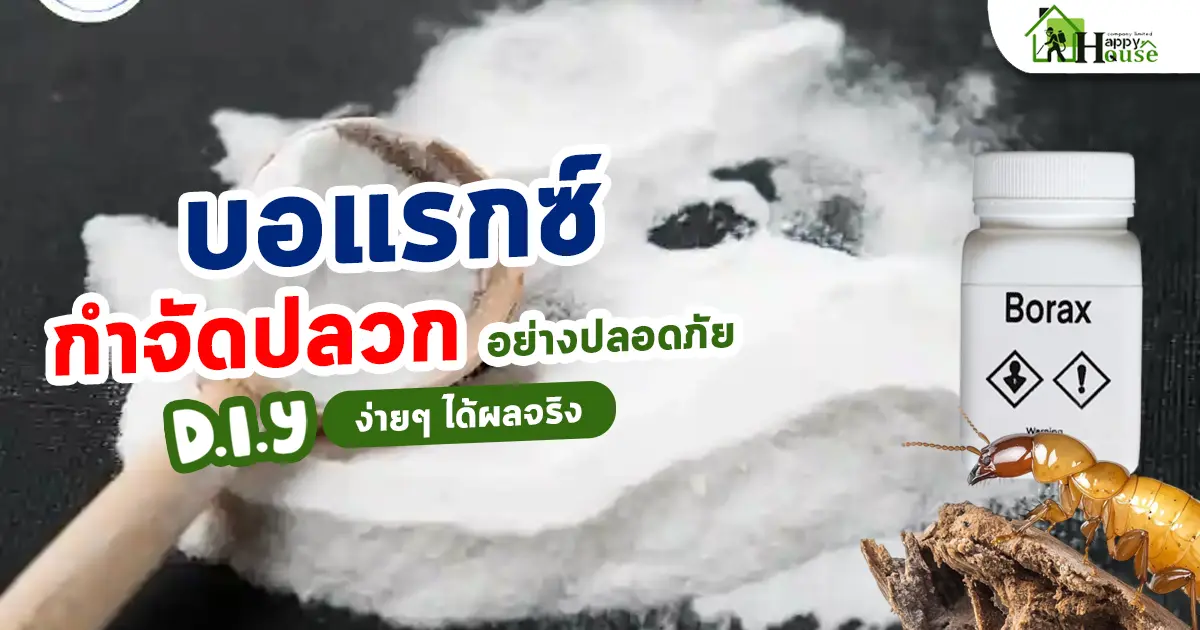 บอแรกซ์กำจัดปลวกอย่างปลอดภัย DIY ง่ายๆ ได้ผลจริง